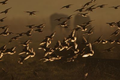 Starling at sunrise