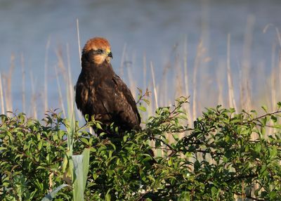 Marsh Harrier (Juv.)