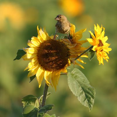 Greenfinch