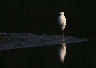 Little Egret