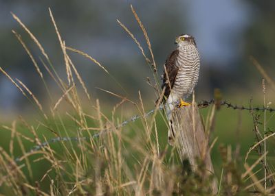 Sparrowhawk {female)