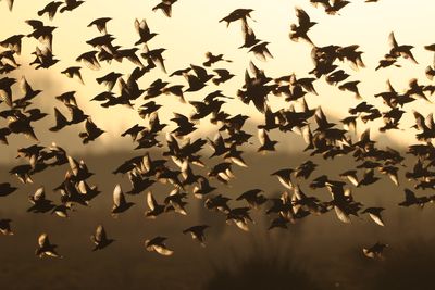 Starling at sunrise