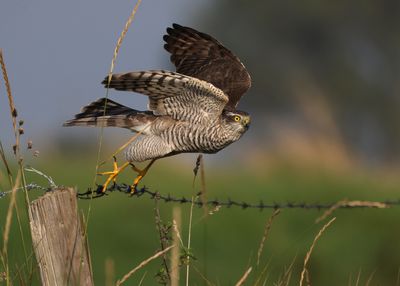 Sparrowhawk {female)