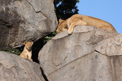 Lioness and cub