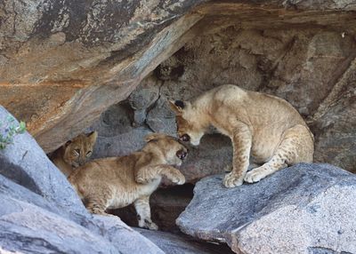 lioncub1.jpg