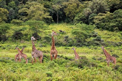 Giraffe