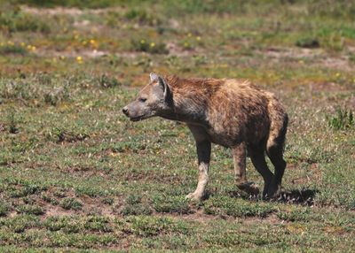 Spotted Hyena