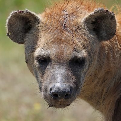 Spotted Hyena