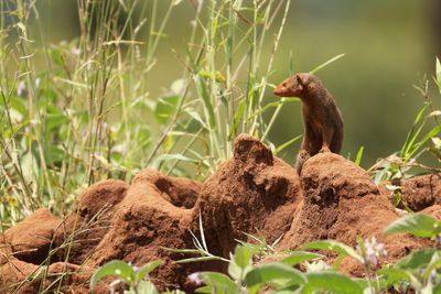 dwarf mongoose