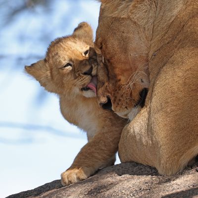 Lion