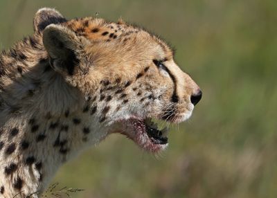 Cheetah1.jpg