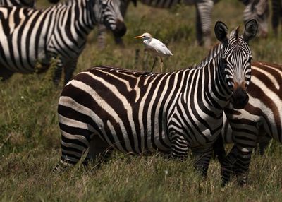 Tanzania 2025