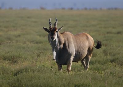 Tanzania 2025