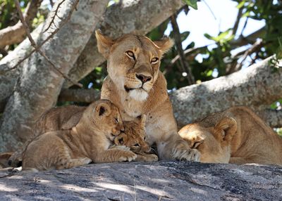 lion