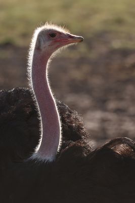 Tanzania 2025