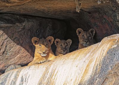 Lion cubs