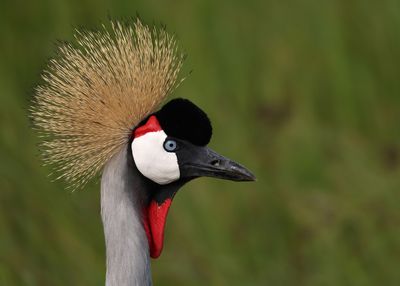 Tanzania 2025