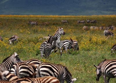Tanzania 2025