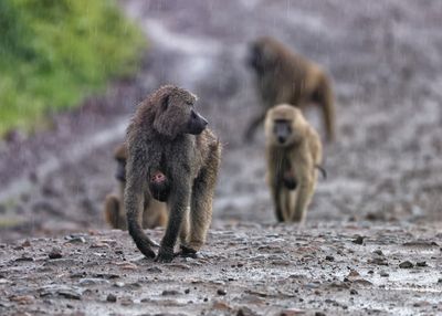 Tanzania 2025