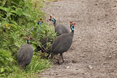 Tanzania 2025