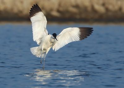 Avocet