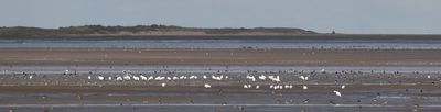 recent_birds