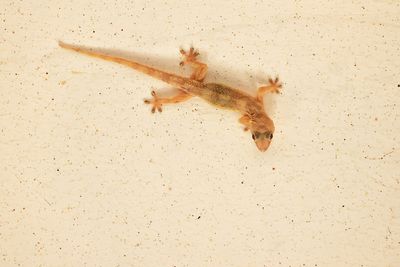 House Gecko