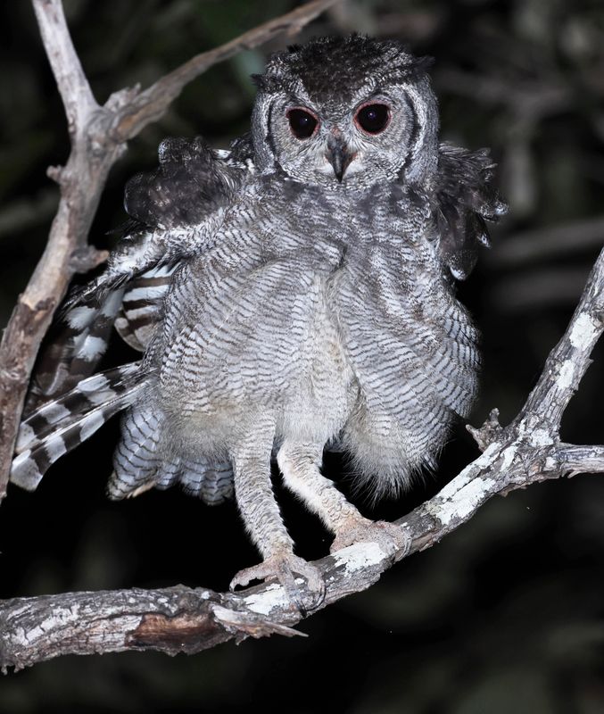 greyish_eagle_owl