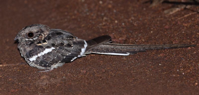 long_tailed_nightjar