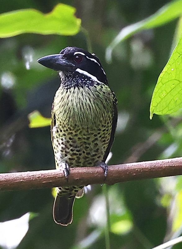 hairy_breasted_barbet