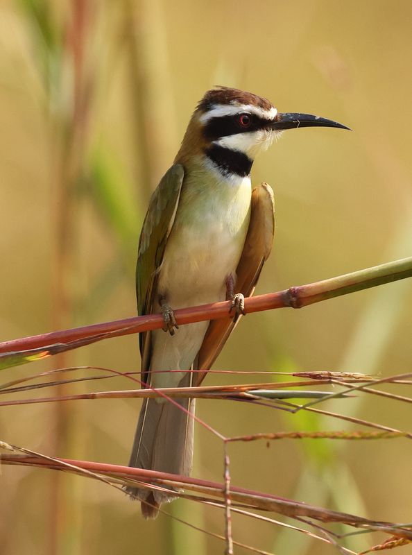 white_throated_bee_eater_sierra_leone