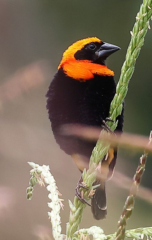 black_winged_bishop
