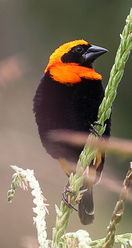 black_winged_bishop