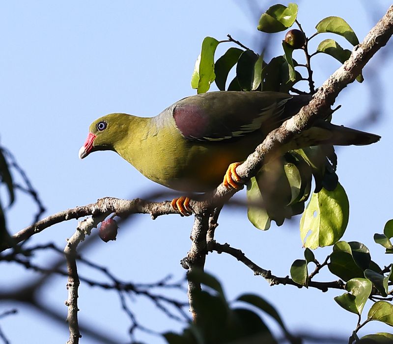 african_green_pigeon