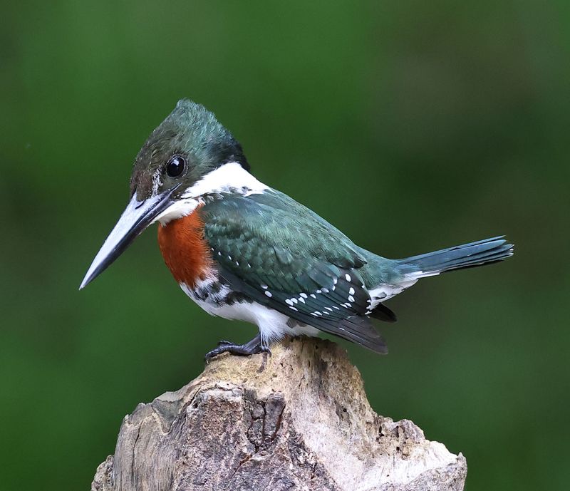 green_kingfisher