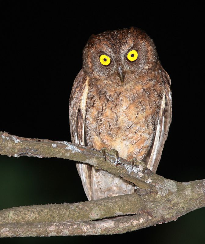 ryukyu scops owl to H.jpg
