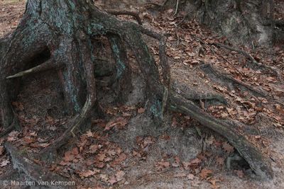 Tree roots