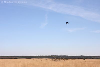 Northern raven (Corvus corax)