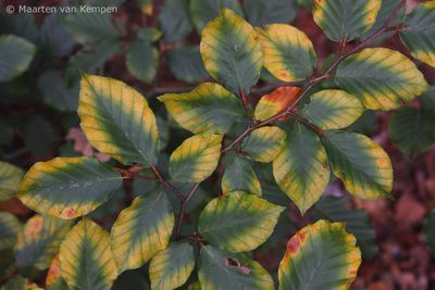 Beech leaves