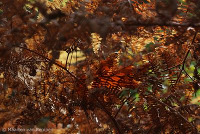 Autum leaf