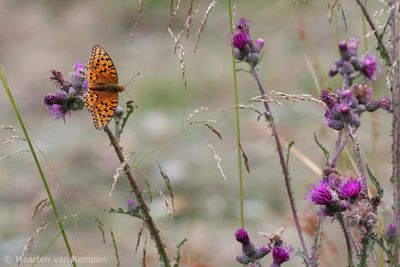 Dark green fritillary (Speyeria aglaja)