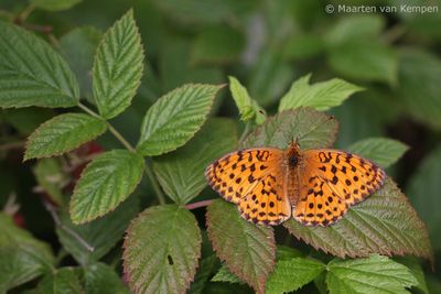 Lesser marbled fritillary (Brenthis ino)