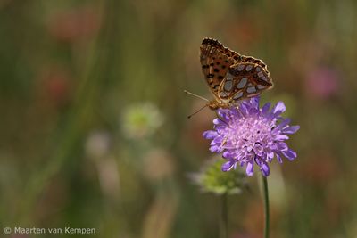 Queen of Spain fritillary (Issoria lathonia)