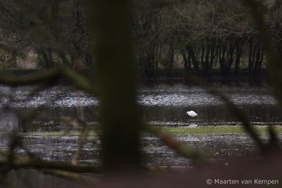 Small egret (Egretta garzetta)