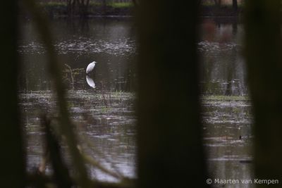 Small egret (Egretta garzetta)