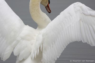 Mute swan <BR>(Cygnus olor)