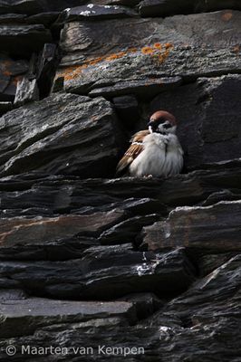 Ring sparrow (Passer montanus)