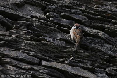 Ring sparrow (Passer montanus)