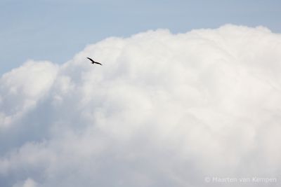 Red kite (Milvus milvus)