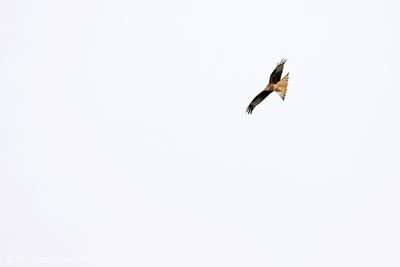 Red kite (Milvus milvus)